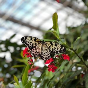 Meet your Posher, Morgan